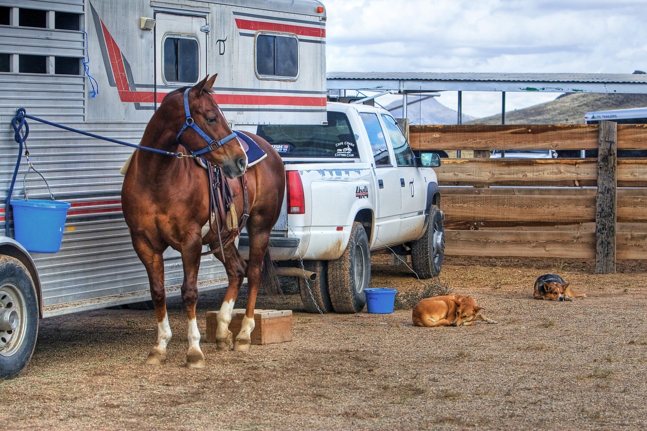 Horse and trailer